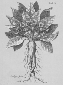 Botanische Darstellung der Alraune (Stich von Matthäus Merian, 18. Jahrhundert)